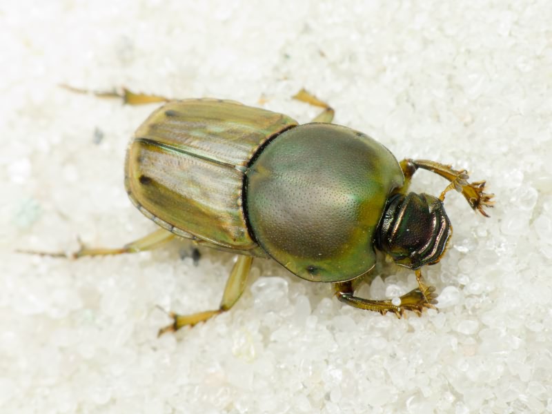 Euoniticellus fulvus (Goeze, 1777)